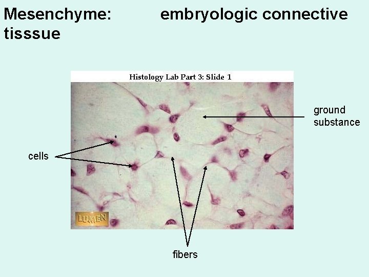Mesenchyme: tisssue embryologic connective ground substance cells fibers 
