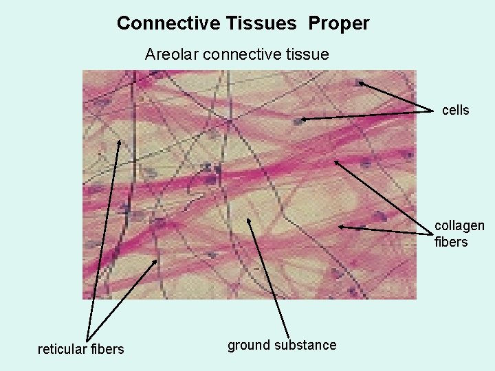 Connective Tissues Proper Areolar connective tissue cells collagen fibers reticular fibers ground substance 