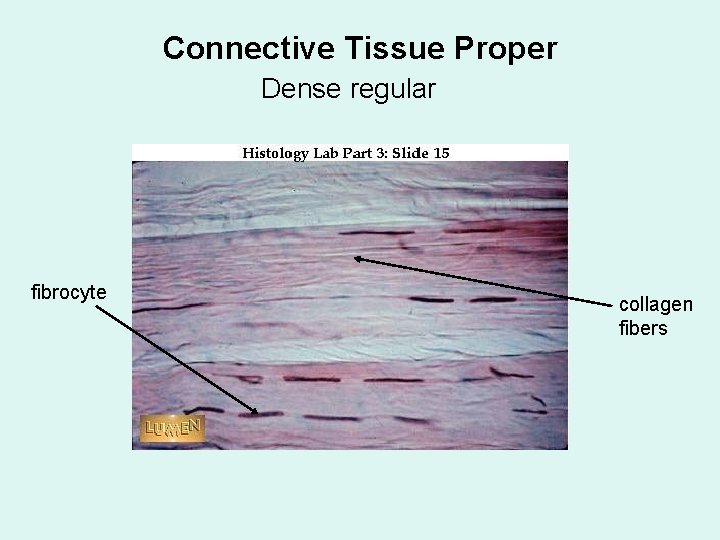 Connective Tissue Proper Dense regular fibrocyte collagen fibers 