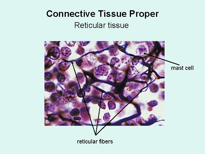 Connective Tissue Proper Reticular tissue mast cell reticular fibers 