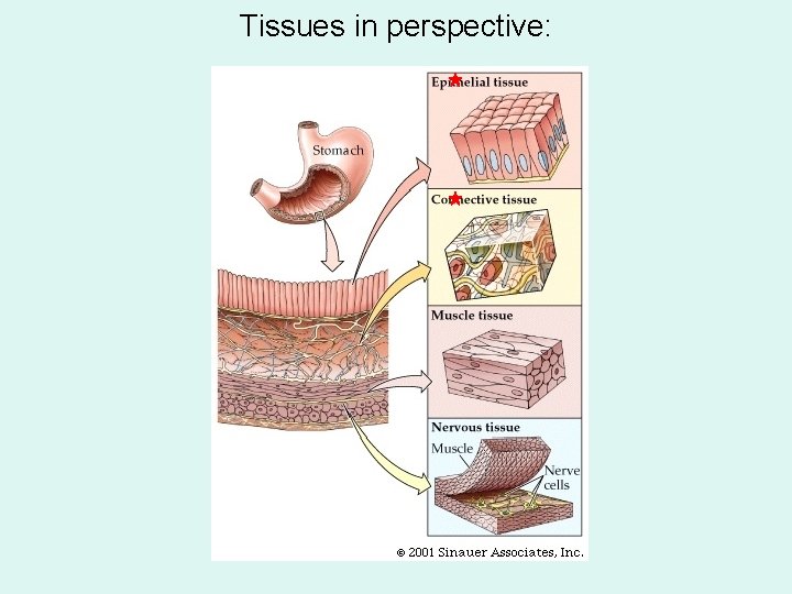 Tissues in perspective: 
