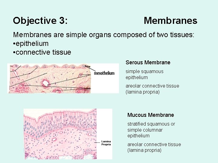 Objective 3: Membranes are simple organs composed of two tissues: • epithelium • connective