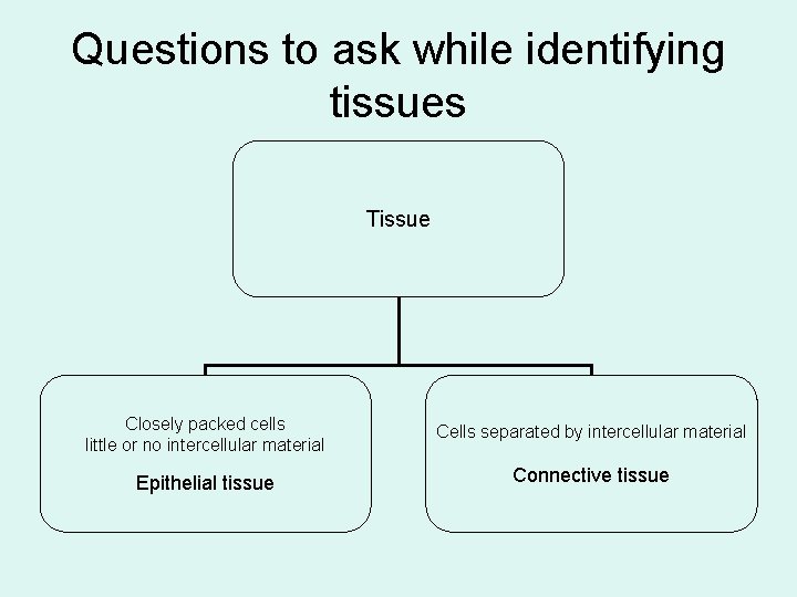 Questions to ask while identifying tissues Tissue Closely packed cells little or no intercellular