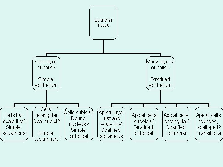 Epithelial tissue Cells flat scale like? Simple squamous One layer of cells? Many layers