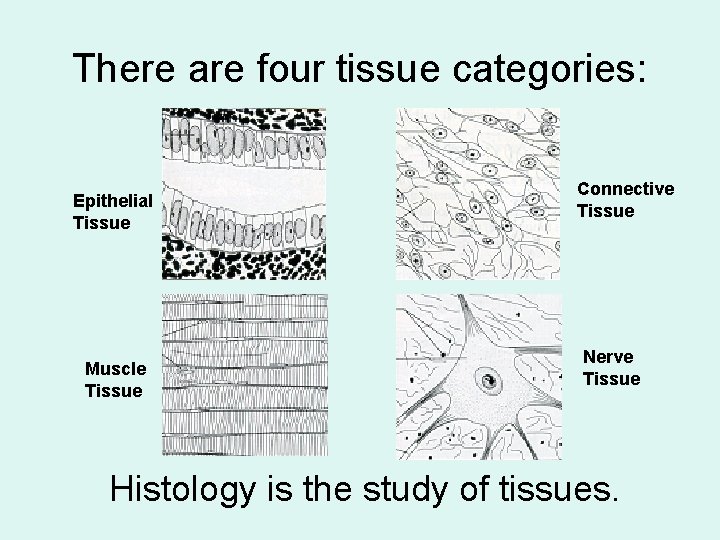 There are four tissue categories: Epithelial Tissue Muscle Tissue Connective Tissue Nerve Tissue Histology