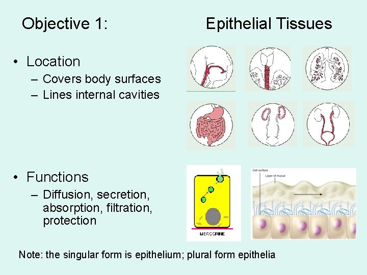 Objective 1: Epithelial Tissues • Location – Covers body surfaces – Lines internal cavities