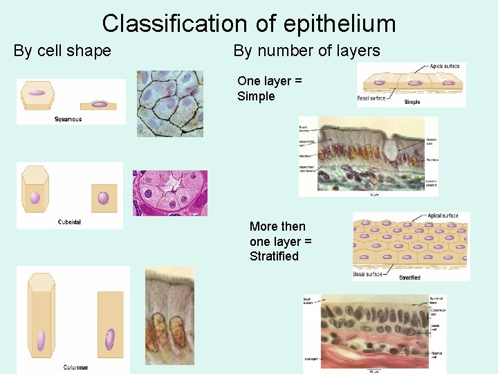 Classification of epithelium By cell shape By number of layers One layer = Simple