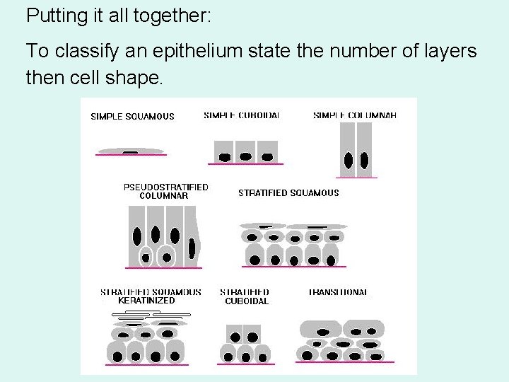 Putting it all together: To classify an epithelium state the number of layers then