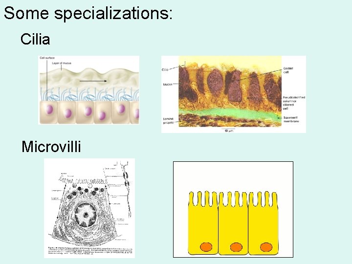 Some specializations: Cilia Microvilli 