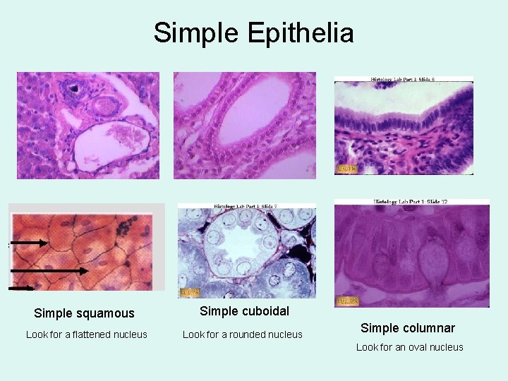 Simple Epithelia Simple squamous Simple cuboidal Look for a flattened nucleus Look for a