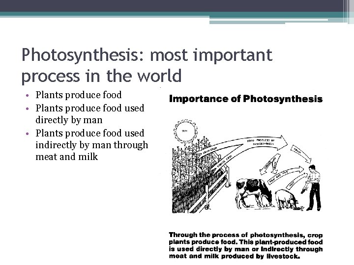 Photosynthesis: most important process in the world • Plants produce food used directly by