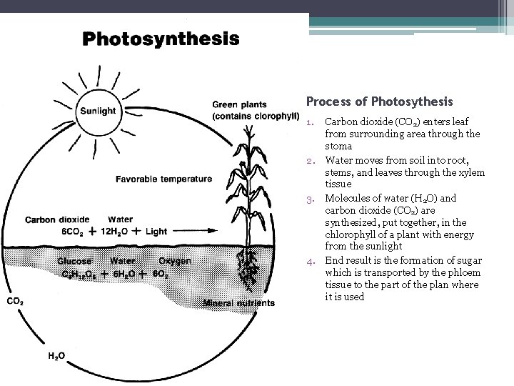 Process of Photosythesis 1. 2. 3. 4. Carbon dioxide (CO 2) enters leaf from