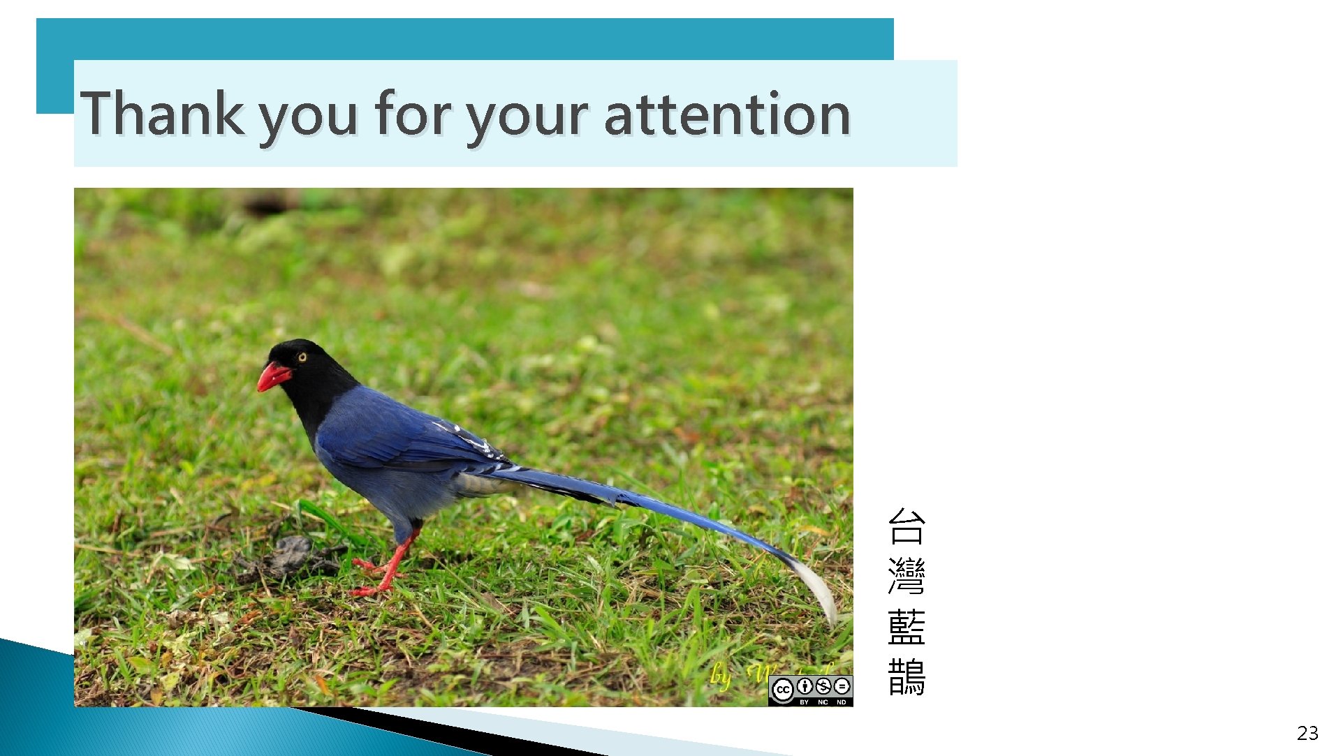 Thank you for your attention 台 灣 藍 鵲 23 