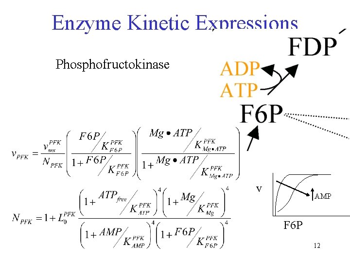 Enzyme Kinetic Expressions Phosphofructokinase v AMP F 6 P 12 