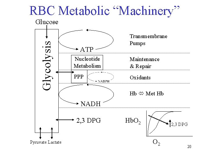 RBC Metabolic “Machinery” Glycolysis Glucose ATP Transmembrane Pumps Nucleotide Metabolism Maintenance & Repair PPP