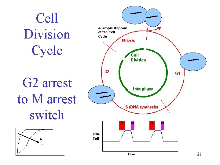 Cell Division Cycle G 2 arrest to M arrest switch. 21 