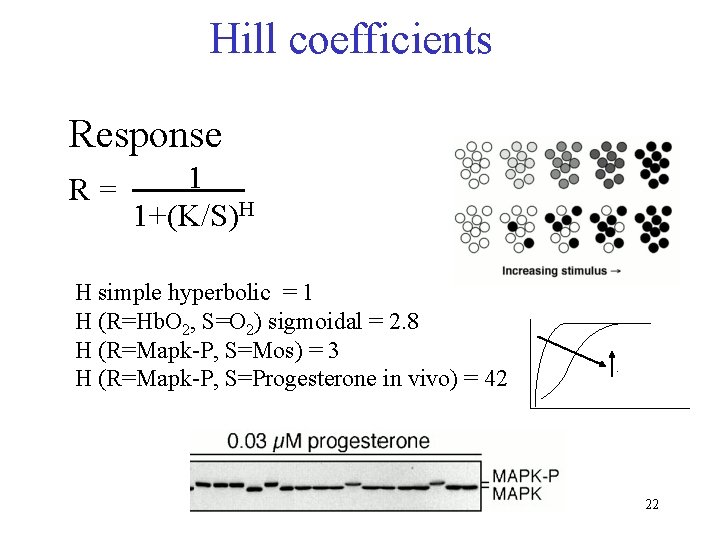 Hill coefficients Response R= 1 1+(K/S)H H simple hyperbolic = 1 H (R=Hb. O