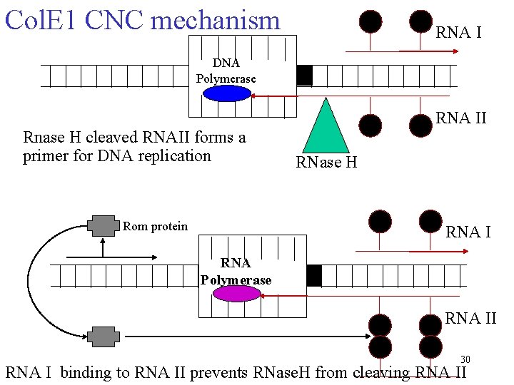 Col. E 1 CNC mechanism RNA I DNA Polymerase RNA II Rnase H cleaved