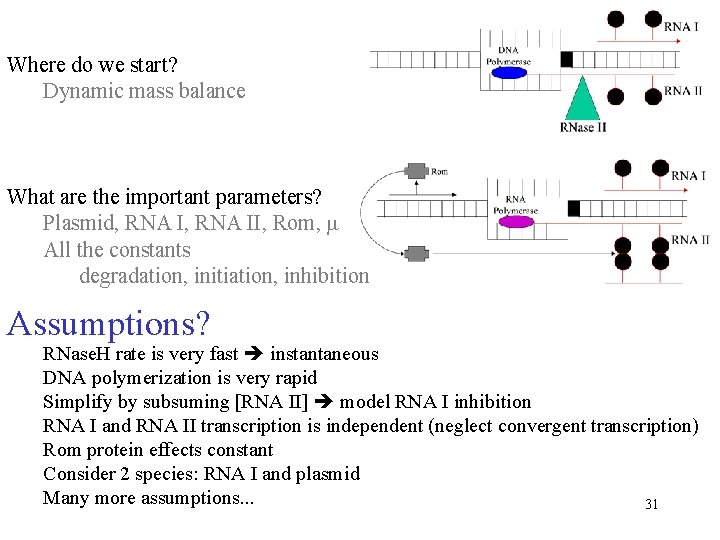 Where do we start? Dynamic mass balance What are the important parameters? Plasmid, RNA