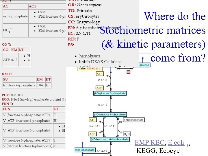 Where do the Stochiometric matrices (& kinetic parameters) come from? EMP RBC, E. coli