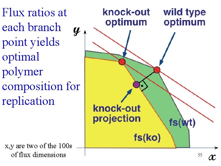 Flux ratios at each branch point yields optimal polymer composition for replication x, y