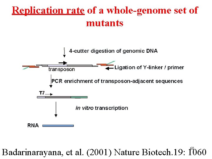 Replication rate of a whole-genome set of mutants 60 Badarinarayana, et al. (2001) Nature