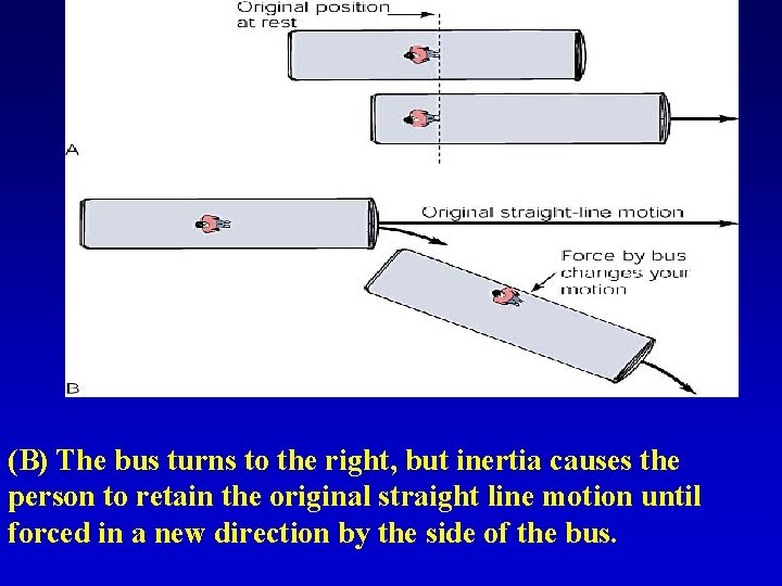 (B) The bus turns to the right, but inertia causes the person to retain