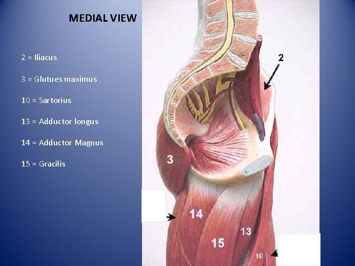 MEDIAL VIEW 2 = Iliacus 3 = Glutues maximus 10 = Sartorius 13 =