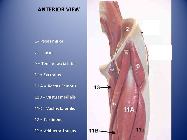 ANTERIOR VIEW 1= Psoas major 2 = Iliacus 9 = Tensor fascia latae 10