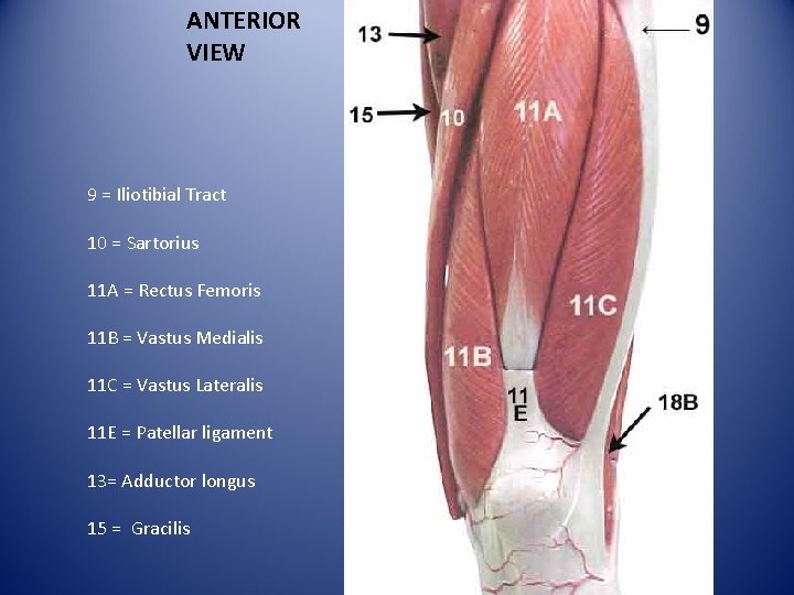 ANTERIOR VIEW 9 = Iliotibial Tract 10 = Sartorius 11 A = Rectus Femoris