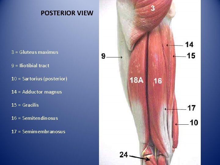 POSTERIOR VIEW 3 = Gluteus maximus 9 = Iliotibial tract 10 = Sartorius (posterior)