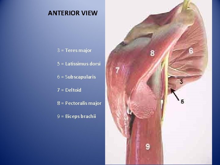 ANTERIOR VIEW 3 = Teres major 5 = Latissimus dorsi 6 = Subscapularis 7