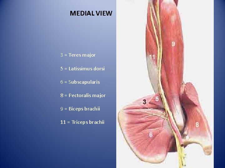 MEDIAL VIEW 3 = Teres major 5 = Latissimus dorsi 6 = Subscapularis 8