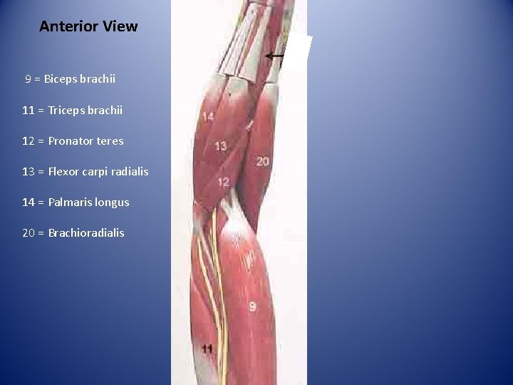 Anterior View 9 = Biceps brachii 11 = Triceps brachii 12 = Pronator teres