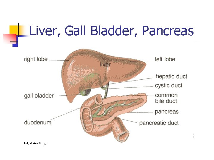 Liver, Gall Bladder, Pancreas 