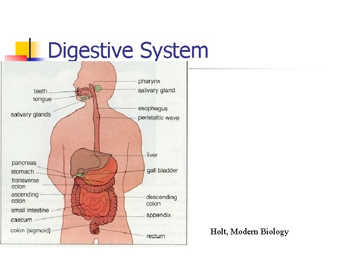 Digestive System Holt, Modern Biology 