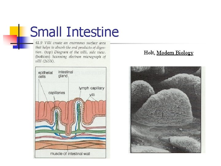 Small Intestine Holt, Modern Biology 