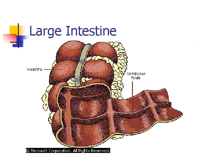 Large Intestine 