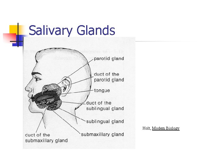 Salivary Glands Holt, Modern Biology 