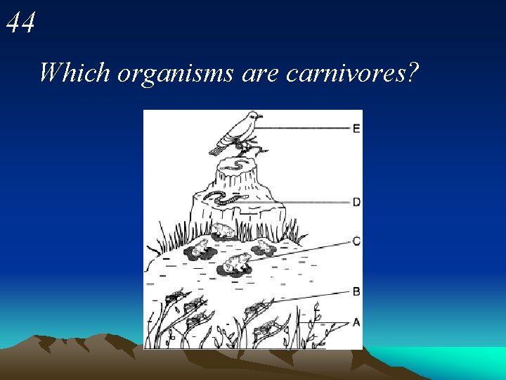 44 Which organisms are carnivores? 