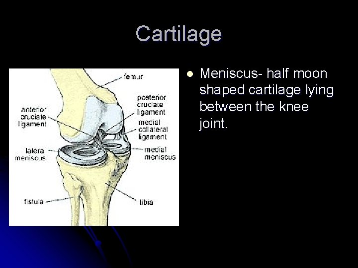 Cartilage l Meniscus- half moon shaped cartilage lying between the knee joint. 