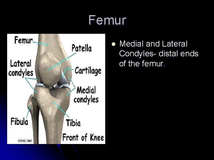 Femur l Medial and Lateral Condyles- distal ends of the femur. 