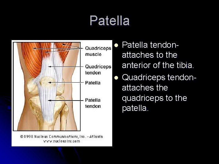Patella l l Patella tendonattaches to the anterior of the tibia. Quadriceps tendonattaches the
