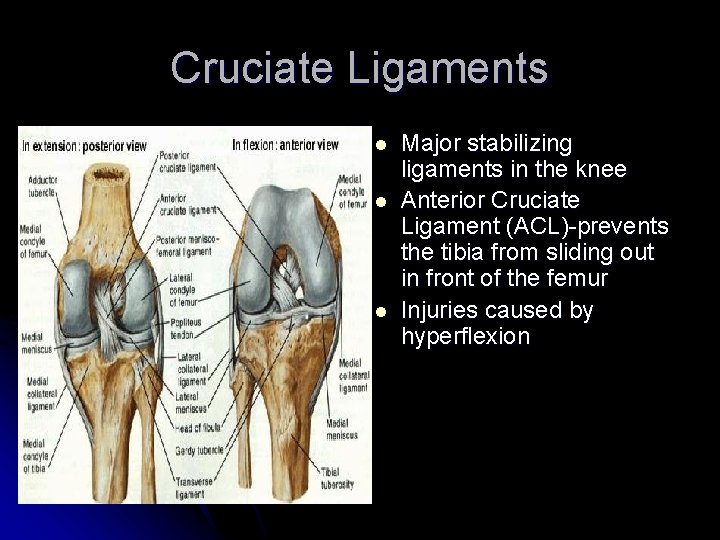 Cruciate Ligaments l l l Major stabilizing ligaments in the knee Anterior Cruciate Ligament