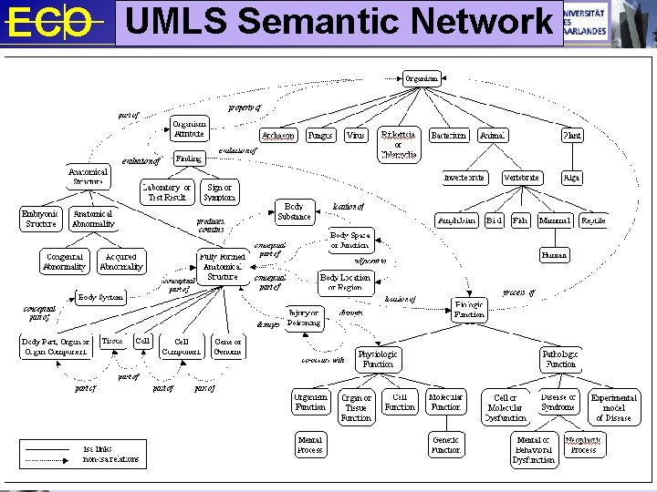 ECO UMLS Semantic Network R European Centre for Ontological Research 