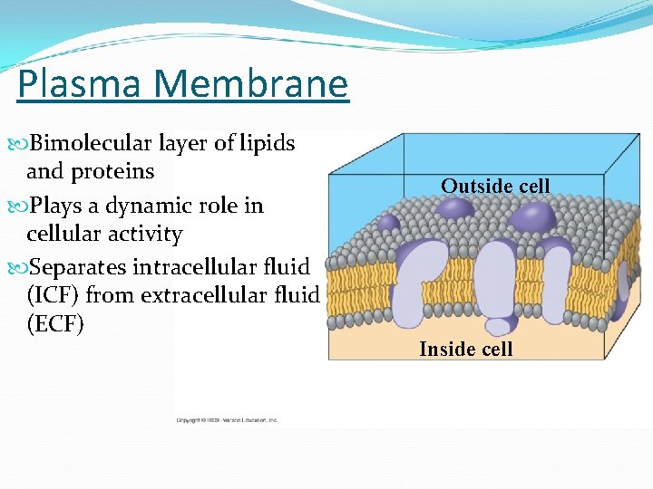 Plasma Membrane Bimolecular layer of lipids and proteins Plays a dynamic role in cellular