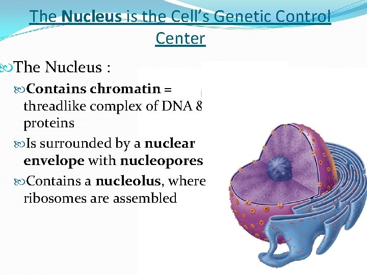 The Nucleus is the Cell’s Genetic Control Center The Nucleus : Contains chromatin =