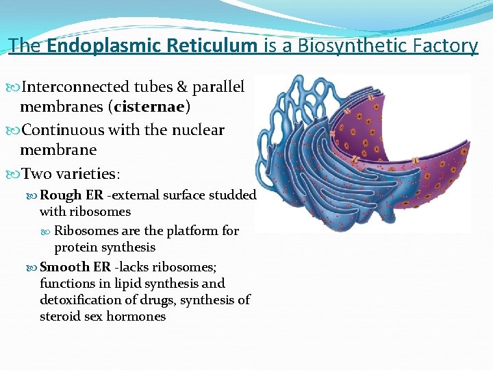 The Endoplasmic Reticulum is a Biosynthetic Factory Interconnected tubes & parallel membranes (cisternae) Continuous