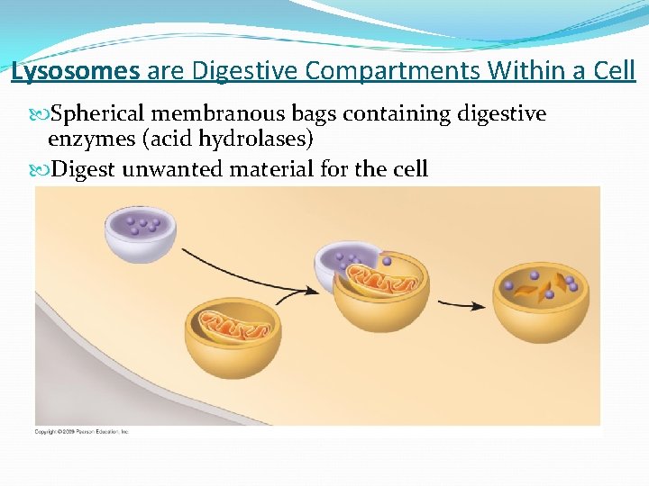 Lysosomes are Digestive Compartments Within a Cell Spherical membranous bags containing digestive enzymes (acid