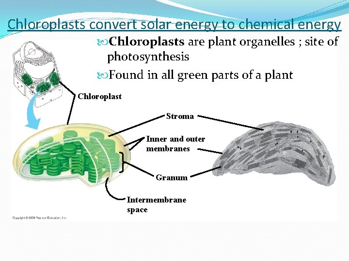 Chloroplasts convert solar energy to chemical energy Chloroplasts are plant organelles ; site of